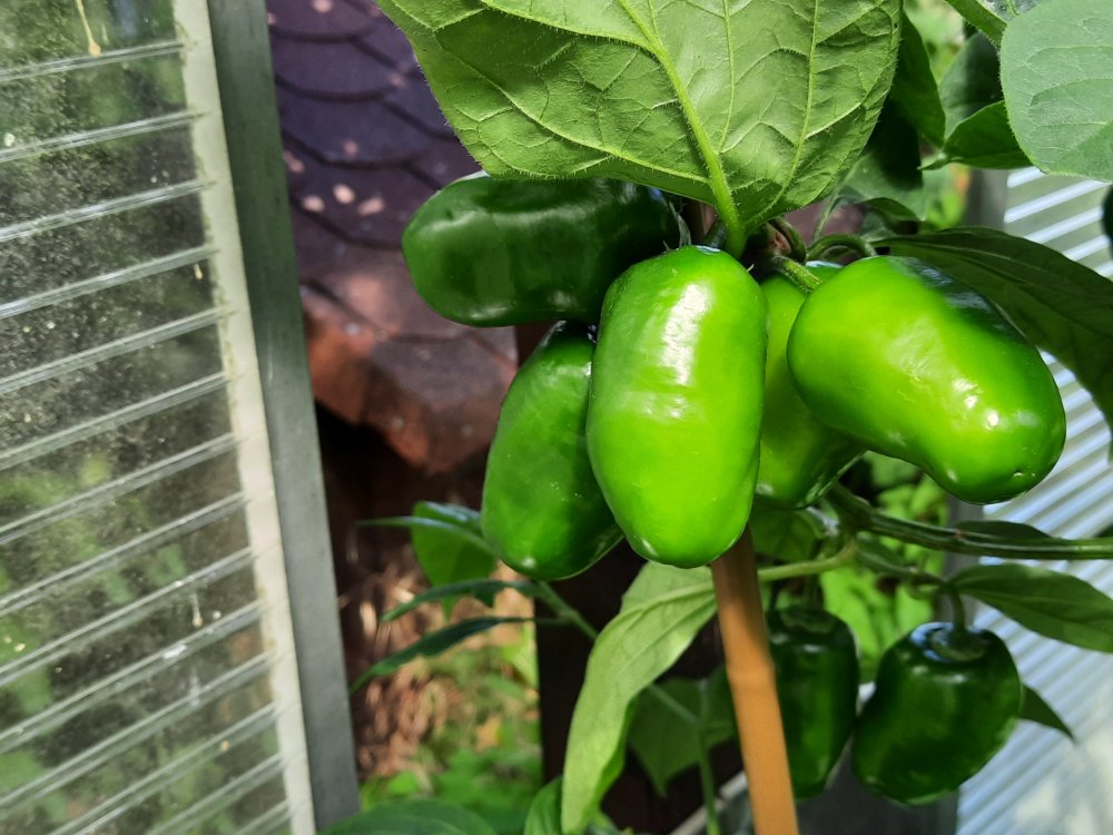 Rocoto Yellow II 110722b.jpg