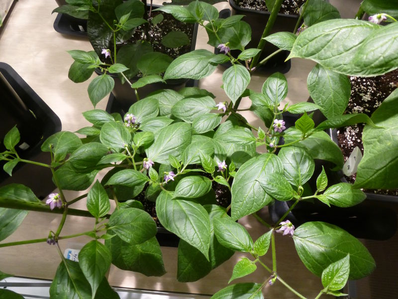 Rocoto_Manzano_Rojo_20140208