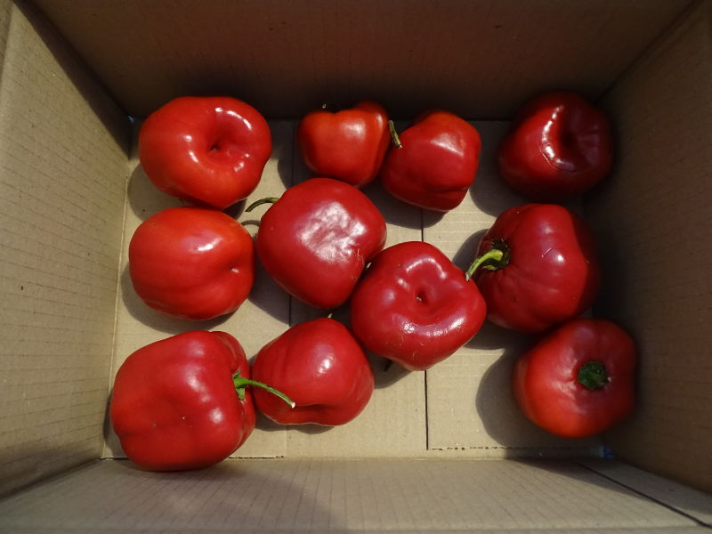 Rocoto_Riesen_rot_Pepperworld