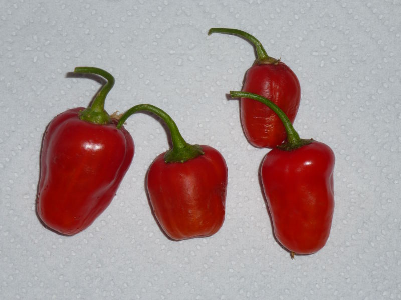 Rocoto_San_Isidro_Ernte_20140509