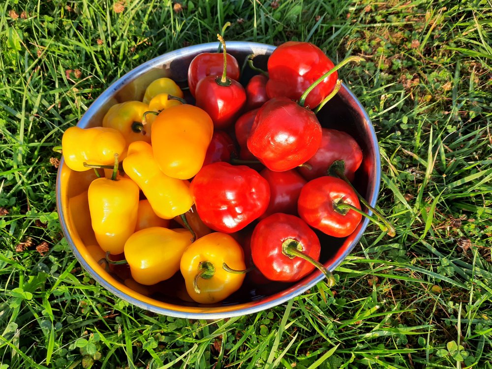 Rocotoernte 11092020