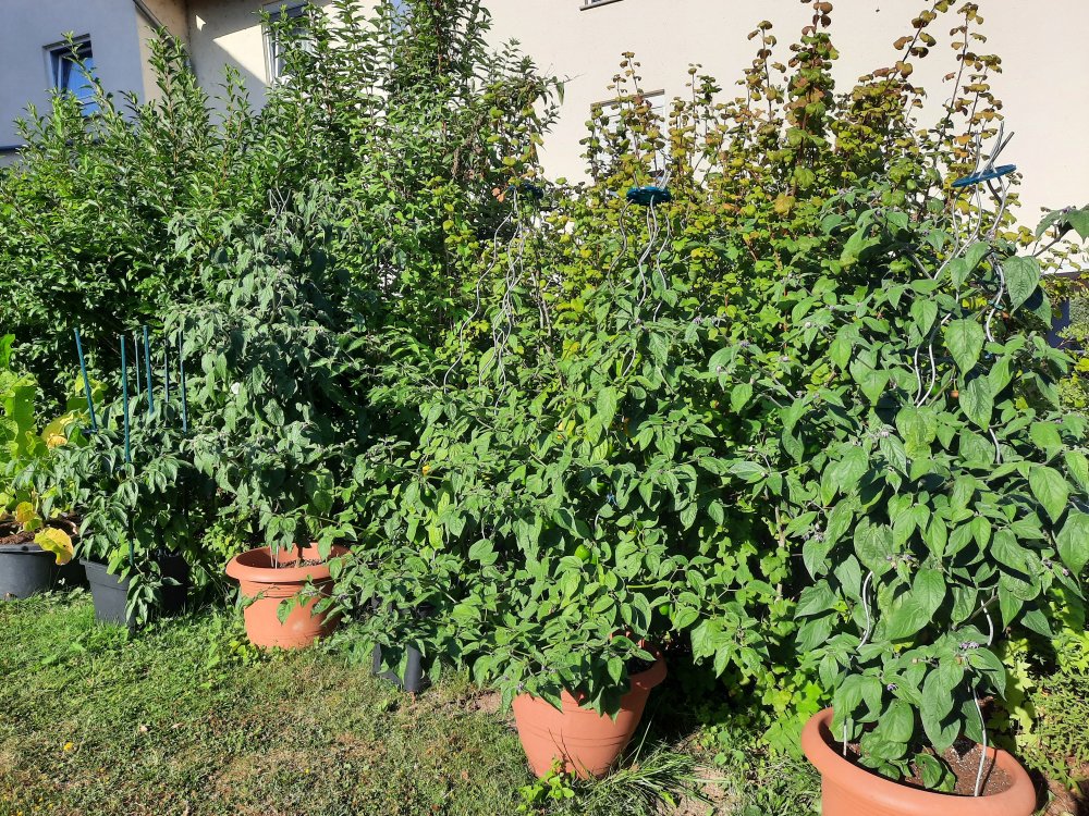 Rocotos 080822 01.jpg