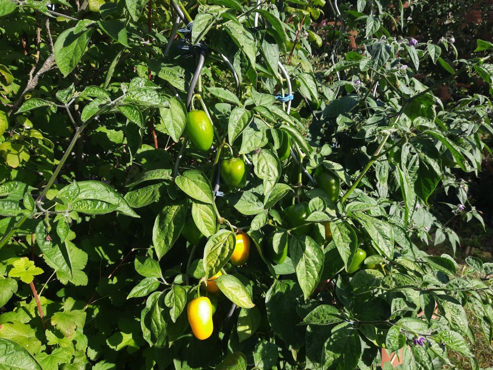 Rocotos 080822 02.jpg