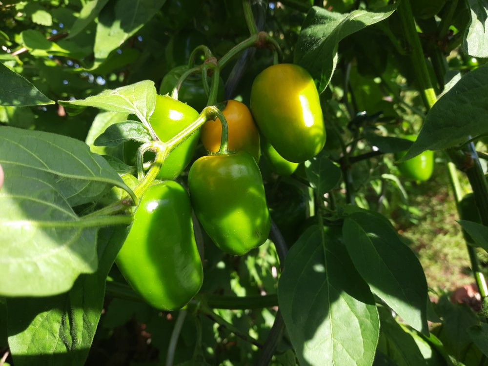 Rocotos 080822 03.jpg