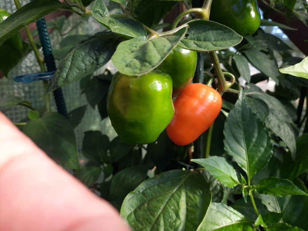 Rocotos 080822 04.jpg