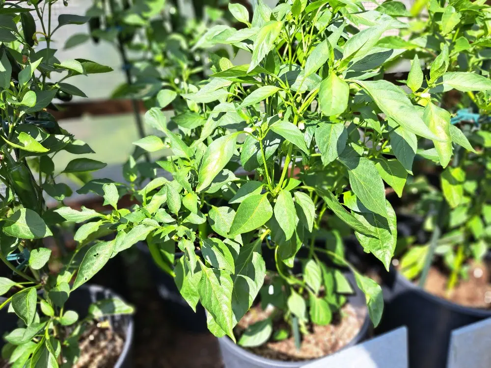 Russische Paprika 290626 01.webp