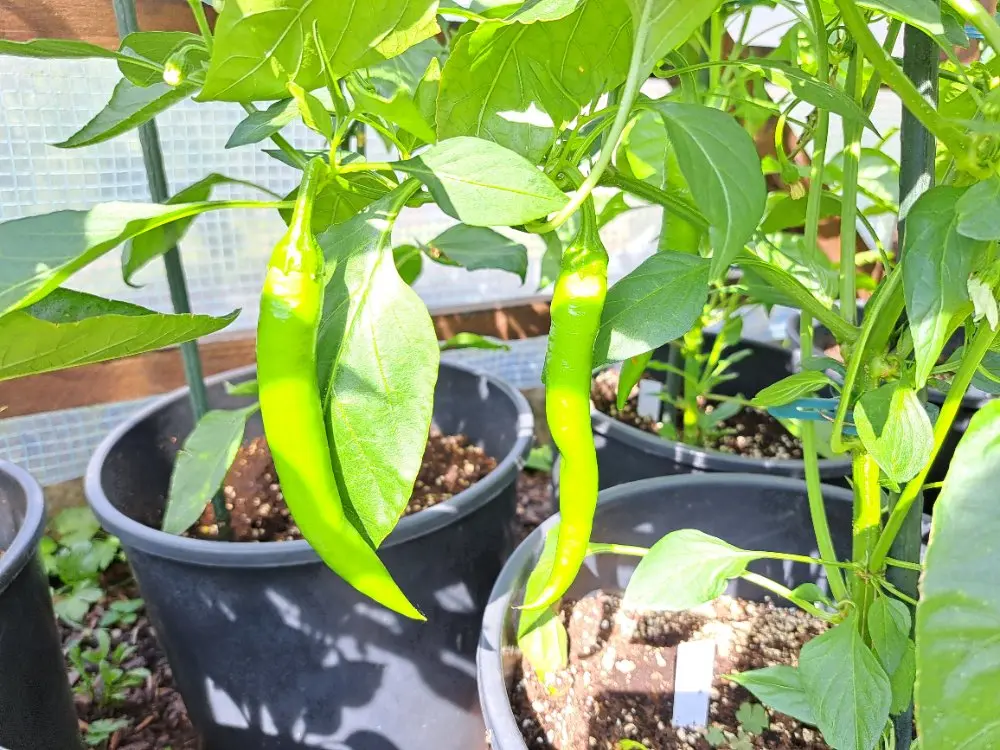 Russische Paprika 290626 02.webp