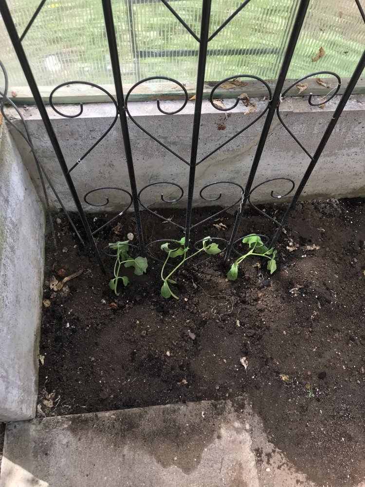 Salatgurken, eben eingepflanzt