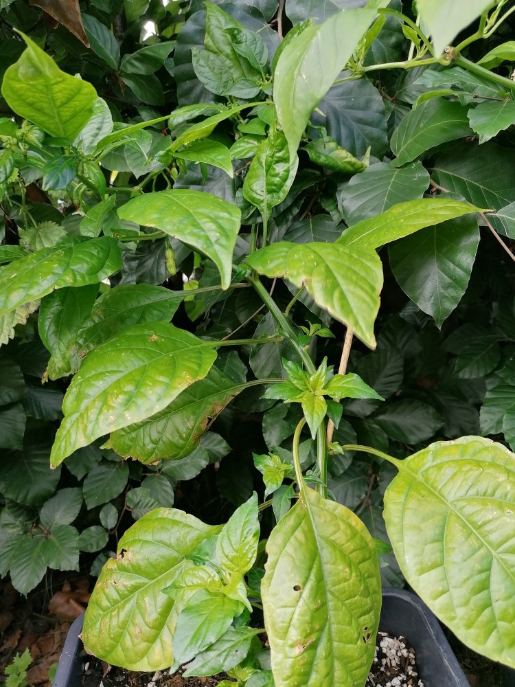 Salvador de Bahia.jpg