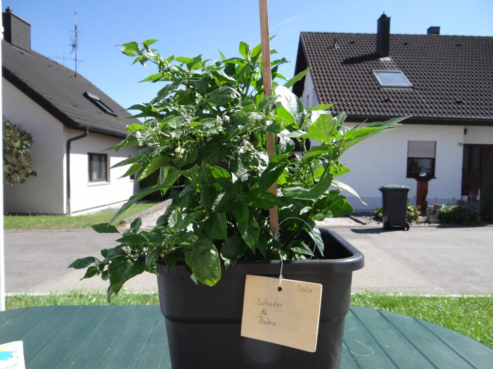 Salvador de Bahia.JPG