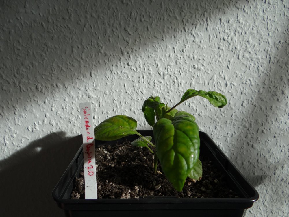 Salvador de bahia.JPG