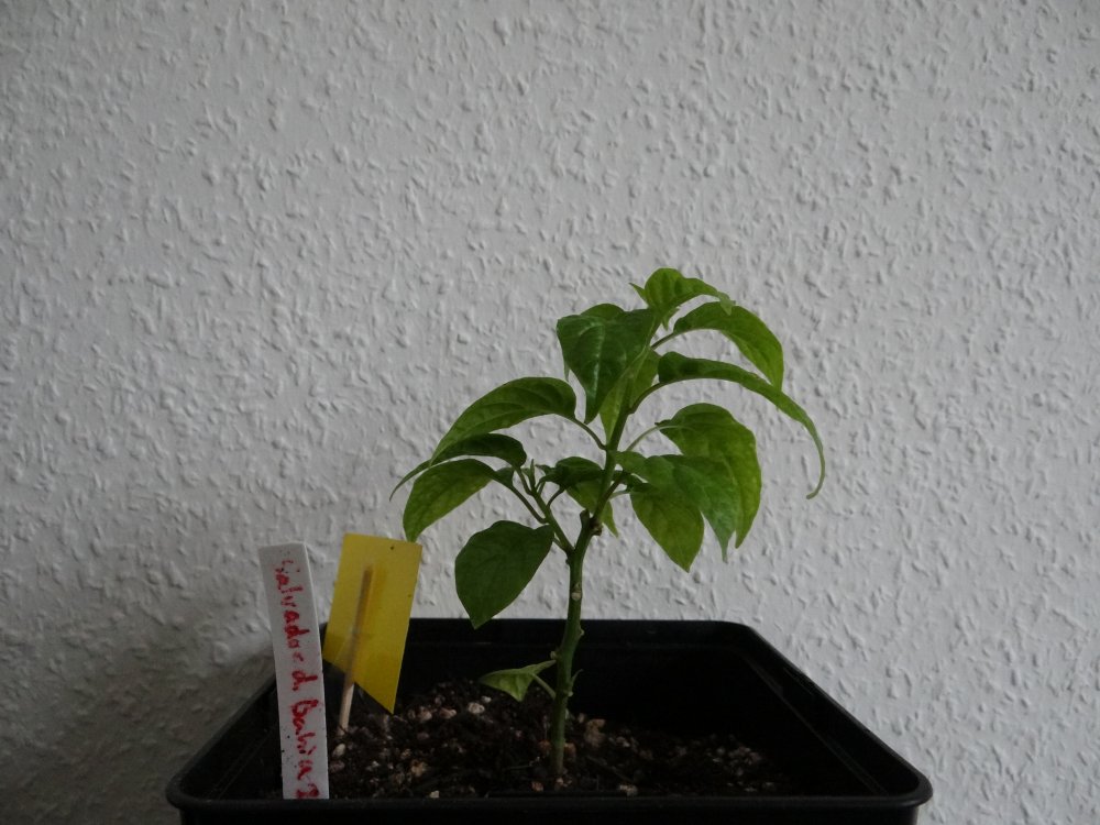 Salvador de Bahia.JPG