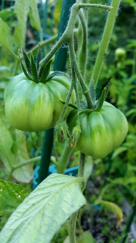 Schlesische Himbeere