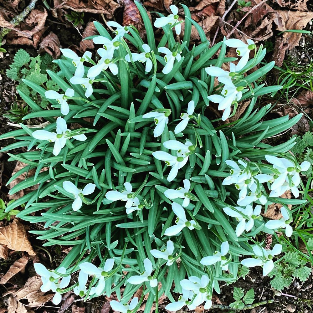 Schneeglöckchen ohne Schnee