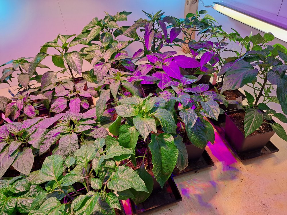 SchrankChilis rechts.jpg