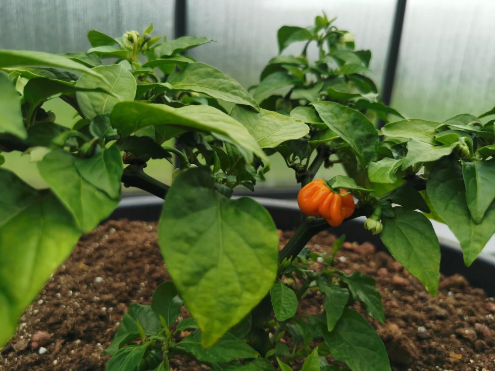 Scorpion Brain (not) Red Beere