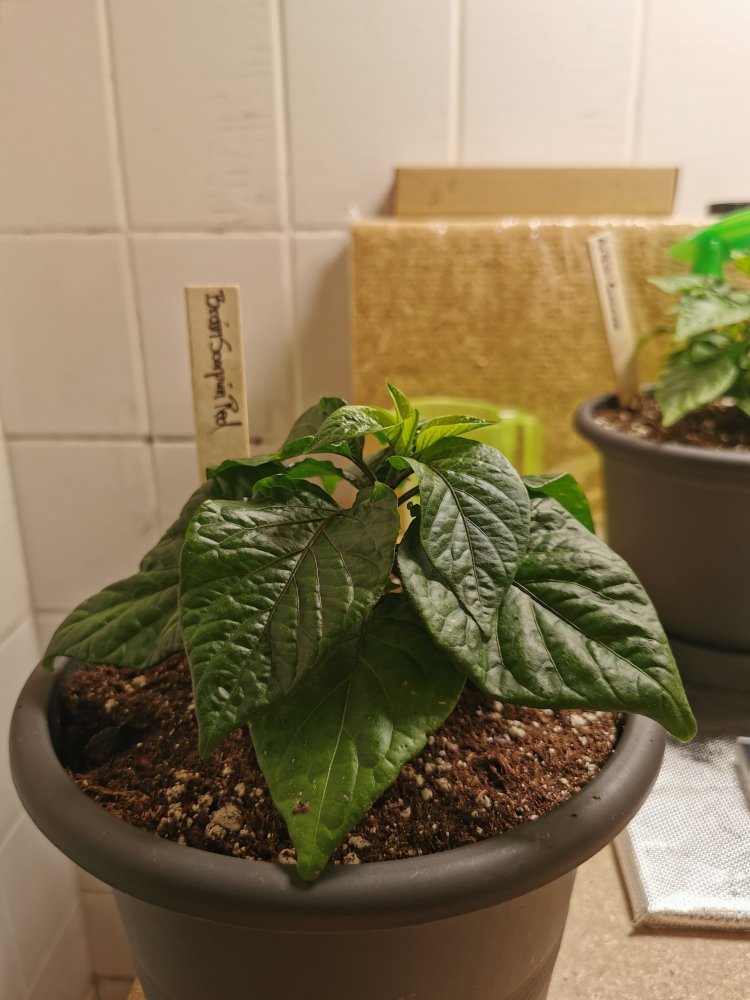 Scorpion Brain Red (1)