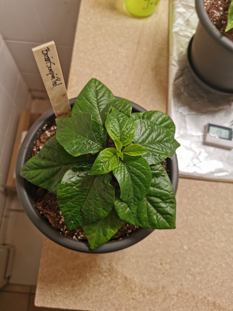 Scorpion Brain Red (2)