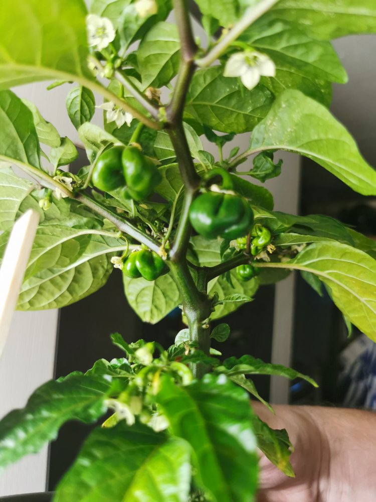 Scorpion Brain Red April 2021