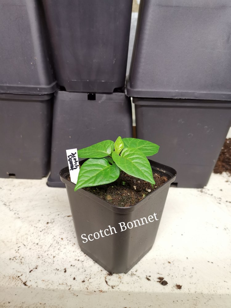Scotch Bonnet (1)