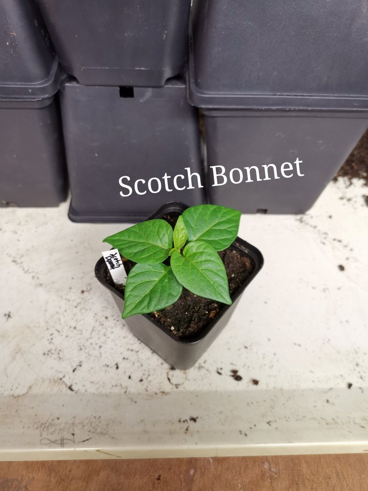Scotch Bonnet (2)