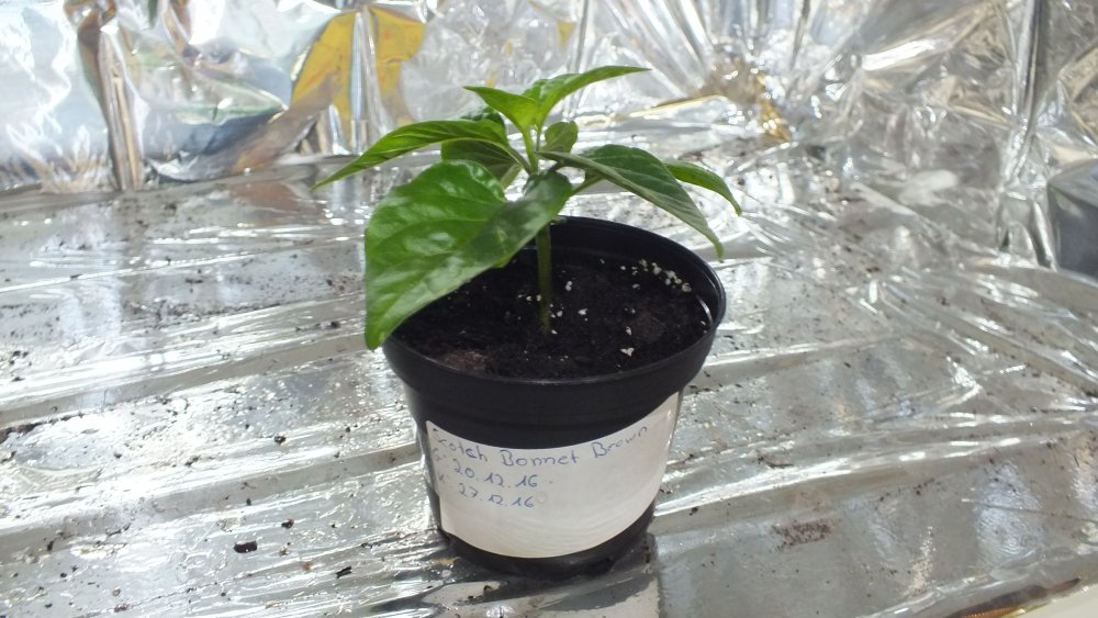 Scotch Bonnet Brown