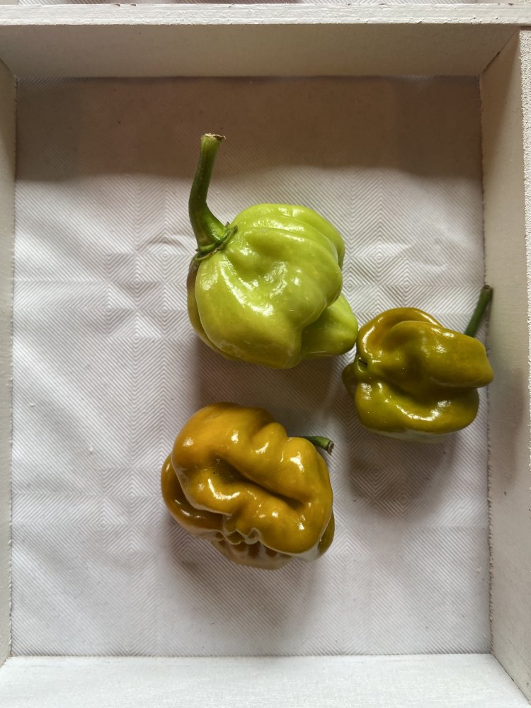 Scotch Bonnet Elysium Oxide Mustard