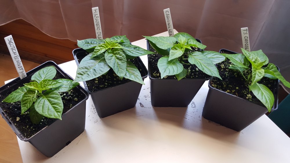 Scotch Bonnet MOA, Habanero Orange, Carolina Reaper, Trinidad Scorpion Chocolat