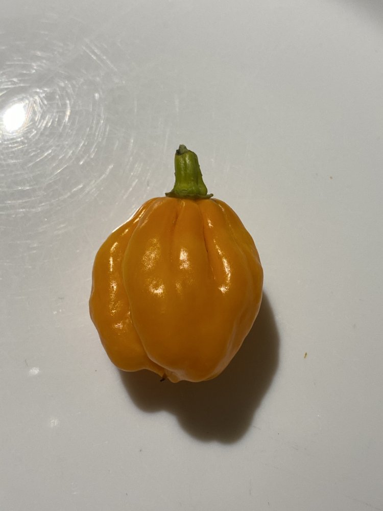 Scotch Bonnet MOA