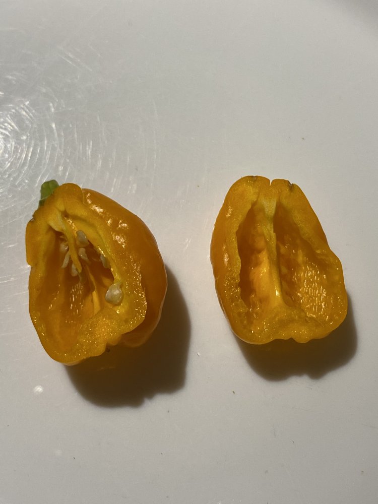 Scotch Bonnet MOA