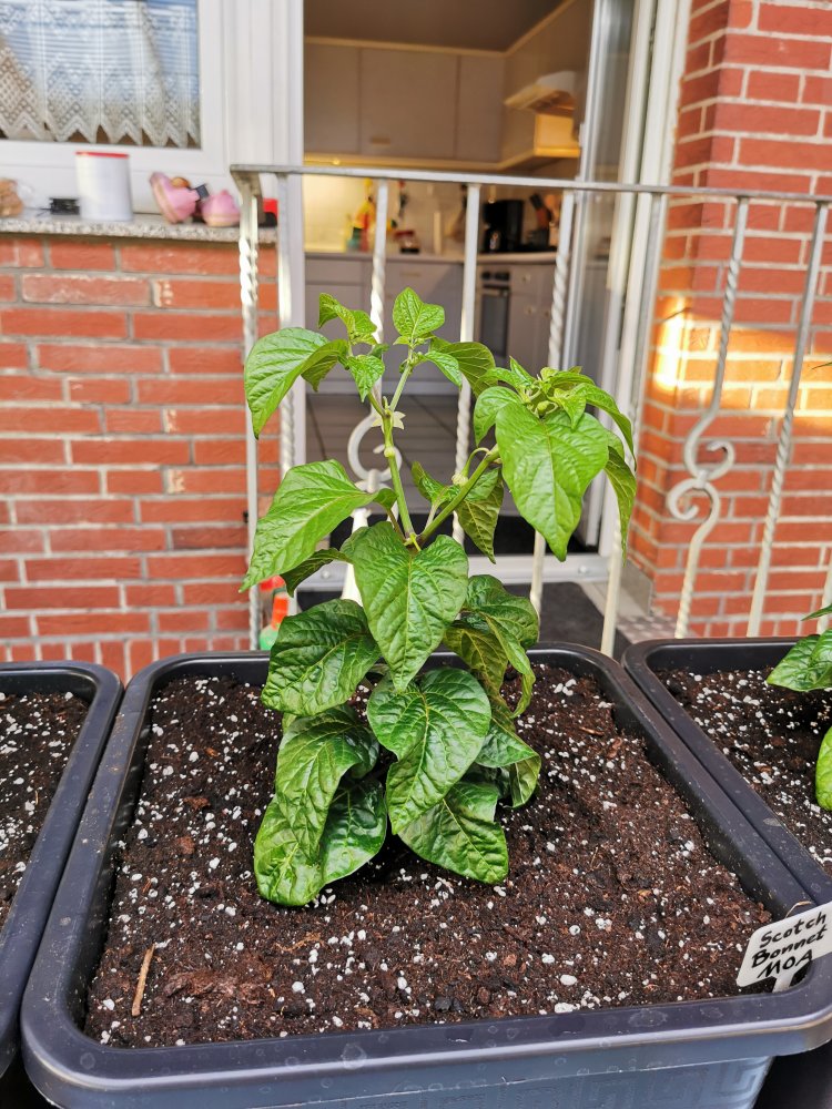 Scotch Bonnet MOA