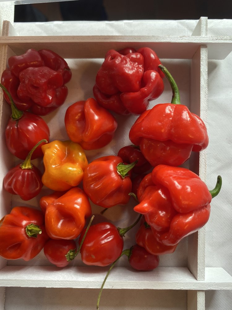 Scotch Bonnet Red