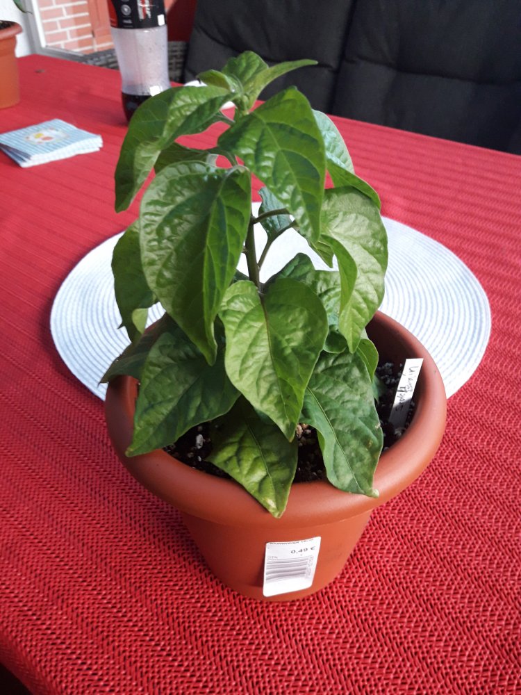 Scotch Brain April (2)