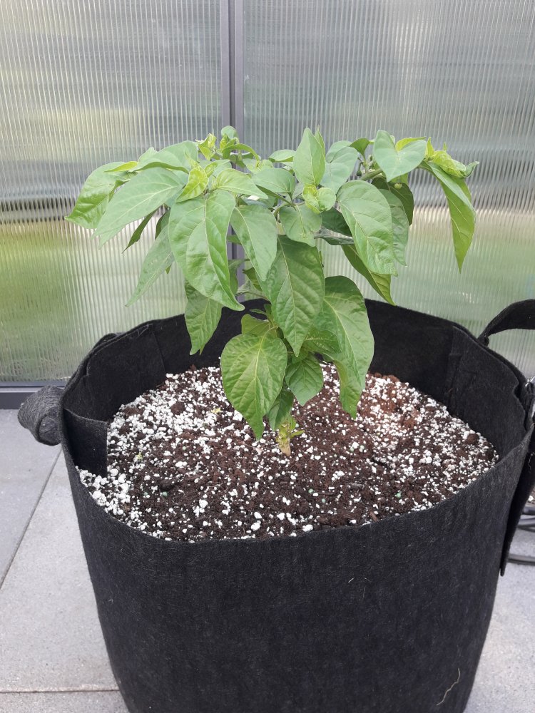 Scotch Brain Juni (1)