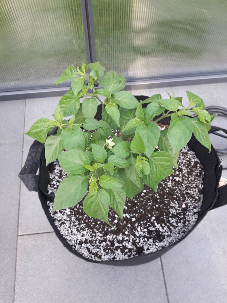 Scotch Brain Juni (2)