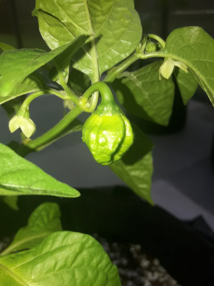 Scotch Brain Mai (2)