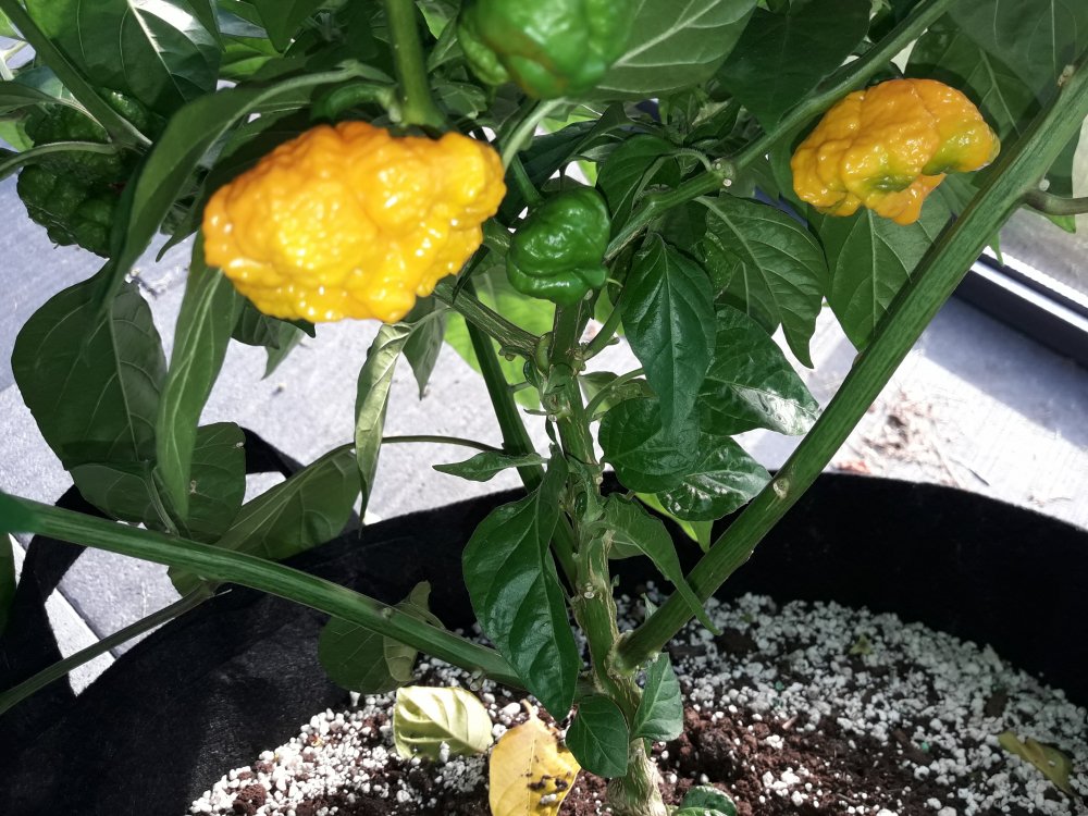 Scotch Brain mit Farbe