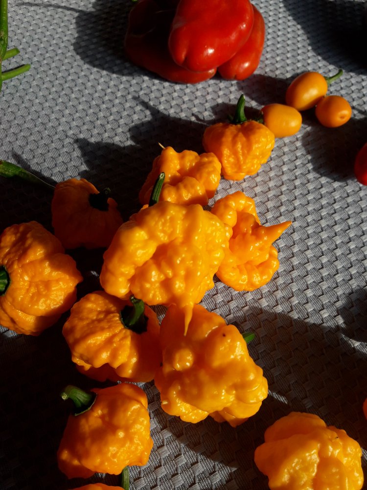 Scotch Brain Stachel