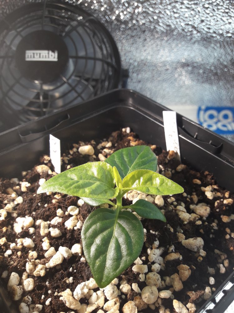 Scotch Brain Yellow 1