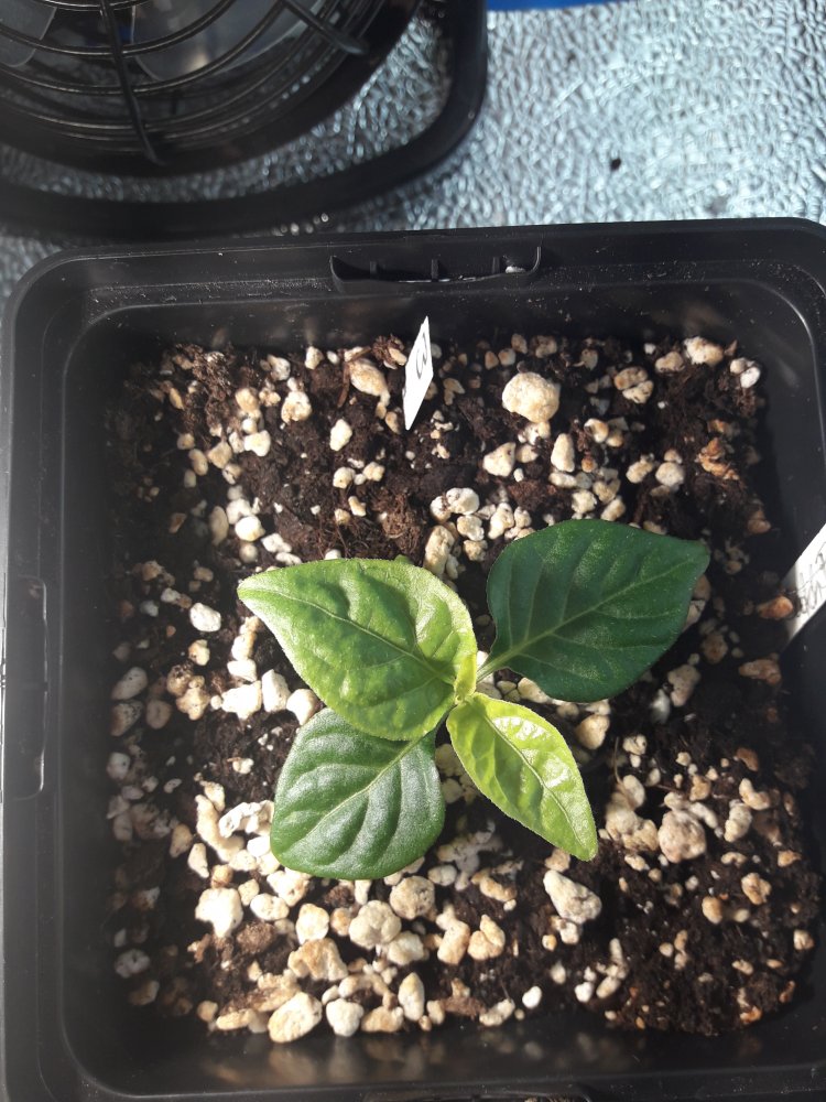 Scotch Brain Yellow 2