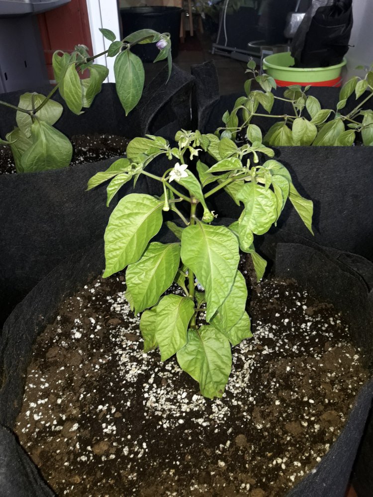 Scotch Brain Yellow (Mai)