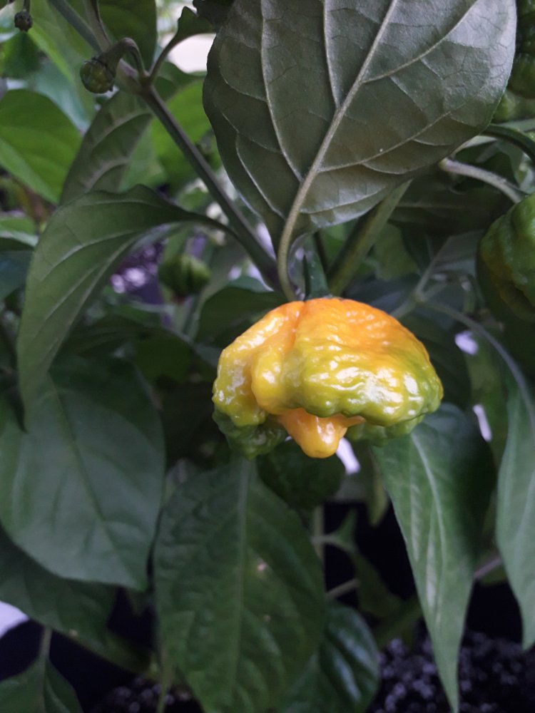 Scotch Brains Farbe (1)