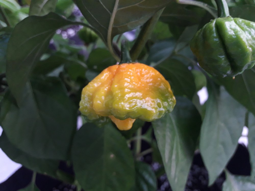 Scotch Brains Farbe (2)