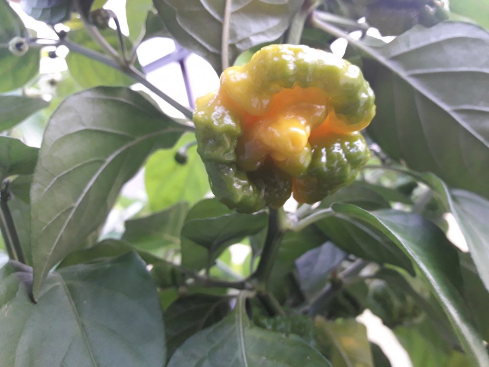 Scotch Brains Farbe (3)