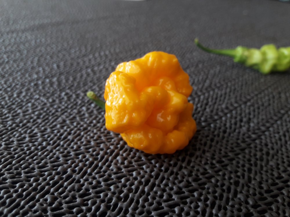 Scotch Brains Test (1)