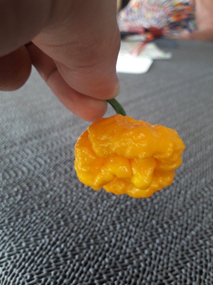 Scotch Brains Test (2)