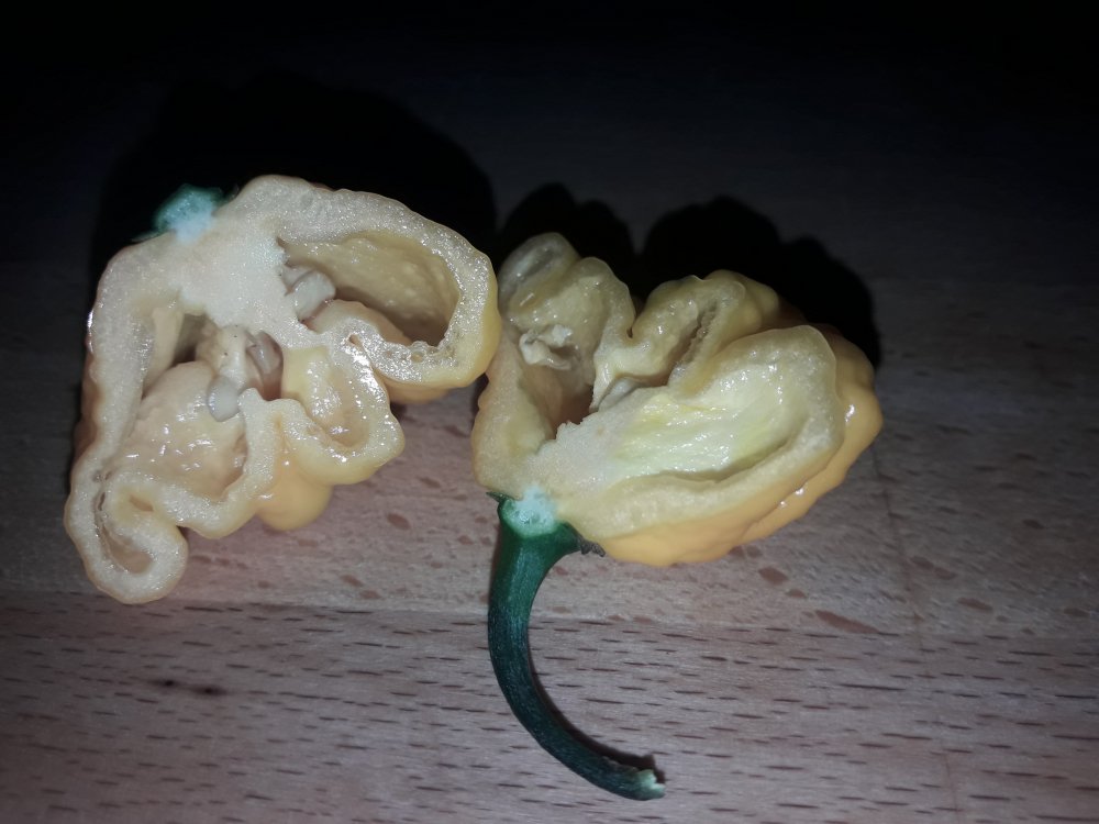 Scotch Brains Test (3)