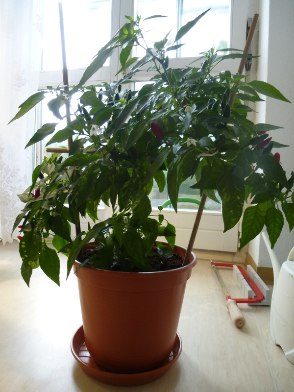 SHP_20130509