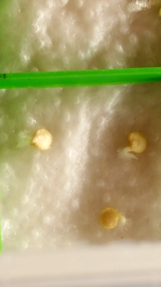 Snack Pepper Yellow