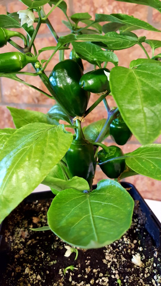 Snack Pepper Yellow